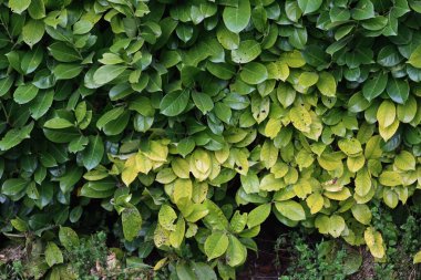 Demir kloroz hastalığından kaynaklanan sarı yapraklı kiraz ya da İngiliz Laurel çalısı. Prunus laurocerasus