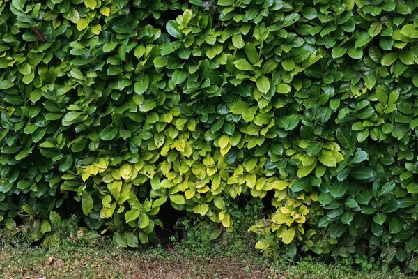 Demir kloroz hastalığından kaynaklanan sarı yapraklı kiraz ya da İngiliz Laurel çalısı. Prunus laurocerasus