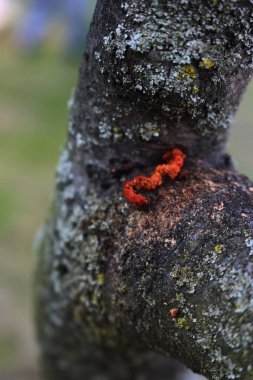 Elma ağacı gövdesindeki keçi güvesi solucanının yakın plan görüntüsü. Malus domestica 'da Cossus Cossus