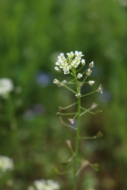 Capsella bursa-pastoris Shepherds çanta bitkisi olarak da adlandırılır ilkbaharda çayırda beyaz çiçekler ile