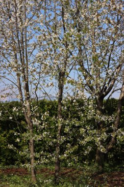 Bahçedeki kiraz ağaçlarının dallarında beyaz çiçekler var. Bahçede bahar mevsiminde erik avyumu