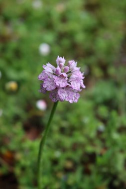 Orchis purpurea 'ya yakın çekim. Çayırdaki pembe kadın orkidesi seçici odak üzerinde