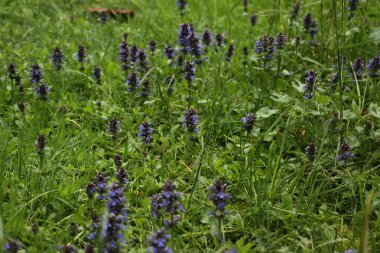 Mavi çiçekli arka plan. Halı borazanı çiçek açtı. Ajuga sürüngenleri.