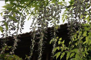 Bahar mevsiminde bahçede daldaki Wisteria leylağı çiçeklerine yakın çekim