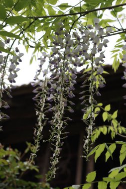 Bahar mevsiminde bahçede daldaki Wisteria leylağı çiçeklerine yakın çekim