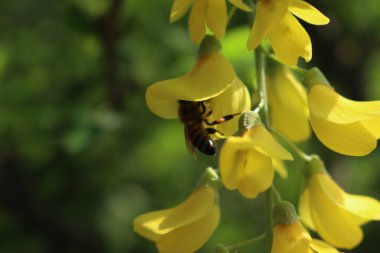 Sarı çiçekler ve bal arısıyla Altın Duş Ağacı 'nı kapatın. Cassia fistülünde Apis mellifera çiçek açtı