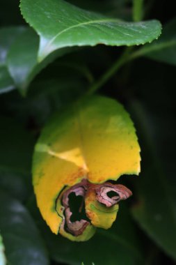 Çitin üzerinde kiraz defne yaprakları üzerinde kuru ve sarı noktalar var. Prunus laurocerasus 'ta başucu küfü