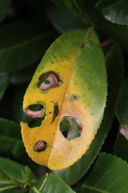 Çitin üzerinde kiraz defne yaprakları üzerinde kuru ve sarı noktalar var. Prunus laurocerasus 'ta başucu küfü