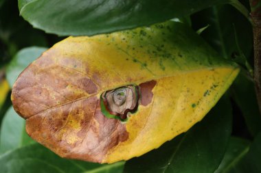 Çitin üzerinde kiraz defne yaprakları üzerinde kuru ve sarı noktalar var. Prunus laurocerasus 'ta başucu küfü