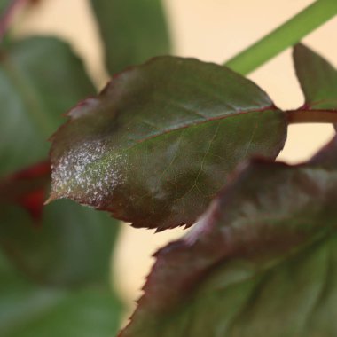 Gül çalısı üzerindeki gri küfün yakın plan görüntüsü seçici odak noktasında. Podosphaera pannosa mantarının sebep olduğu toz küf hastalığı. 