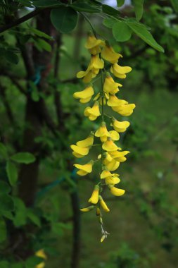 Sarı çiçekli Altın Duş Ağacı 'nın yakınında Cassia fistülü çiçek açıyor. 