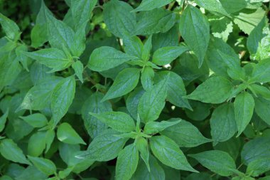 İlkbaharda Pellitory bitkilerinin yayılması. Parietaria judaica