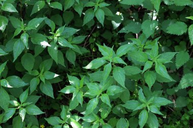 İlkbaharda Pellitory bitkilerinin yayılması. Parietaria judaica