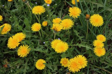 Bir sürü sarı çiçekli karahindiba bitkisi. Taraxacum resmi kır çiçeği