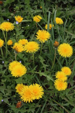 Bir sürü sarı çiçekli karahindiba bitkisi. Taraxacum resmi kır çiçeği