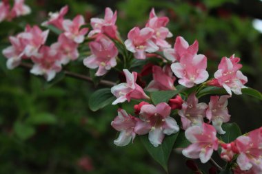 Weigelia Florida şubesi ilkbaharda çiçek açtı. Weigelia 'nın açık pembe çiçekleri bahçede. 