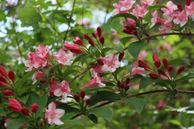 Weigelia Florida şubesi ilkbaharda çiçek açtı. Weigelia 'nın açık pembe çiçekleri bahçede. 
