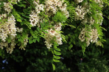 Ağaçta beyaz siyah çekirge çiçekleri. Robinia psödoacia ağacı baharda çiçek açar. 