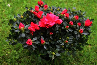 Azalea indica ya da Rhododendron simsii Bahçedeki dallarda birçok parlak pembe çiçekler