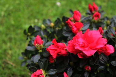 Azalea indica 'nın ya da Rhododendron simsii' nin bahçedeki pembe çiçeklerinin yakın çekimi.