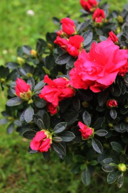 Azalea indica 'nın ya da Rhododendron simsii' nin bahçedeki pembe çiçeklerinin yakın çekimi.