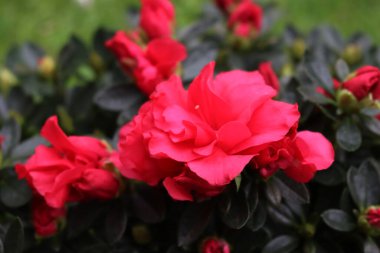Azalea indica 'nın ya da Rhododendron simsii' nin bahçedeki pembe çiçeklerinin yakın çekimi.