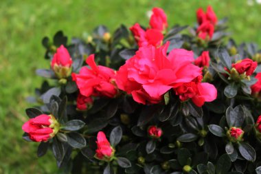 Azalea indica 'nın ya da Rhododendron simsii' nin bahçedeki pembe çiçeklerinin yakın çekimi.