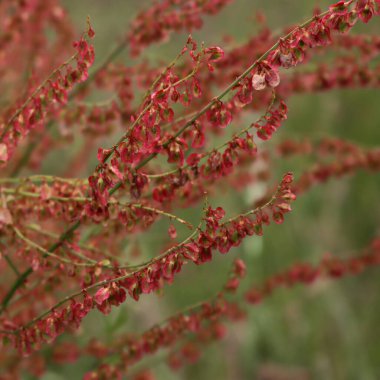 Rumex asetosasına yakın plan mı yoksa seçici odak noktasında kırmızı çiçekli bayır kuşu bitkisi mi?
