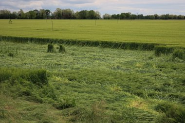 Yeşil buğday bitkileri fırtınadan sonra rüzgarla hasar gördü. Kuzey İtalya 'da Triticum aestivum ekimi için kötü hava 