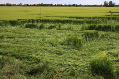 Yeşil buğday bitkileri fırtınadan sonra rüzgarla hasar gördü. Kuzey İtalya 'da Triticum aestivum ekimi için kötü hava 