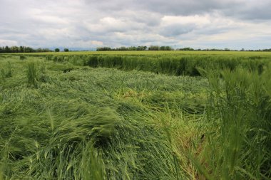 Yeşil buğday bitkileri fırtınadan sonra rüzgarla hasar gördü. Kuzey İtalya 'da Triticum aestivum ekimi için kötü hava 
