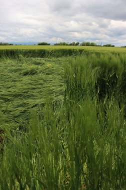 Fırtınadan sonra rüzgârdan zarar gören yeşil buğday bitkilerinin yakın çekimi. Triticum aestivum ekiminde kötü hava