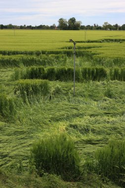 Fırtınadan sonra rüzgârdan zarar gören yeşil buğday bitkilerinin yakın çekimi. Triticum aestivum ekiminde kötü hava