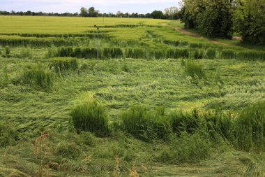 Yeşil buğday bitkileri fırtınadan sonra rüzgarla hasar gördü. Kuzey İtalya 'da Triticum aestivum ekimi için kötü hava 