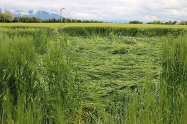 Fırtınadan sonra rüzgârdan zarar gören yeşil buğday bitkilerinin yakın çekimi. Triticum aestivum ekiminde kötü hava