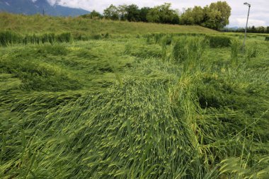 Yeşil buğday bitkileri fırtınadan sonra rüzgarla hasar gördü. Kuzey İtalya 'da Triticum aestivum ekimi için kötü hava 