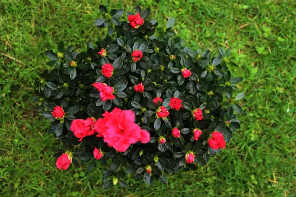 Azalea indica ya da Rhododendron simsii Bahçedeki dallarda birçok parlak pembe çiçekler