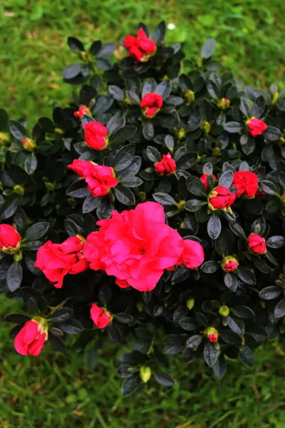 Azalea indica ya da Rhododendron simsii Bahçedeki dallarda birçok parlak pembe çiçekler