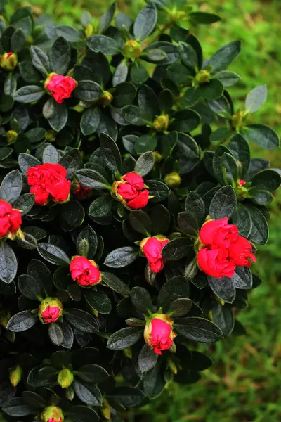 Azalea indica ya da Rhododendron simsii Bahçedeki dallarda birçok parlak pembe çiçekler