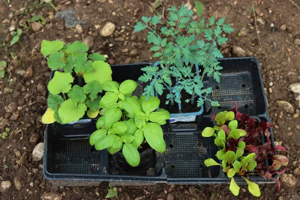 Organ nakline hazır çeşitli sebze bahçeleri: domates, fesleğen, balkabağı ve renkli pazı bitkileri