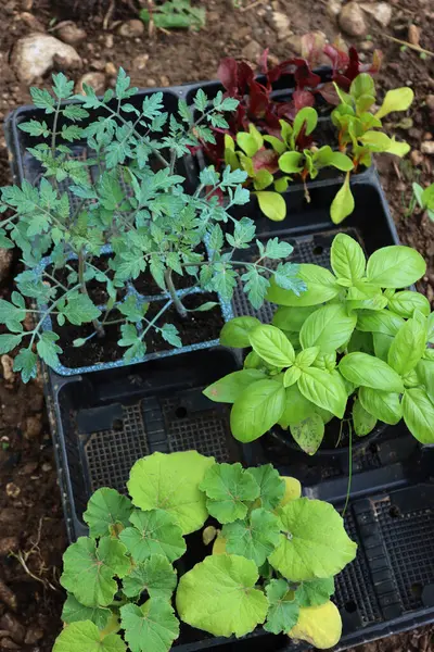 Organ nakline hazır çeşitli sebze bahçeleri: domates, fesleğen, balkabağı ve renkli pazı bitkileri