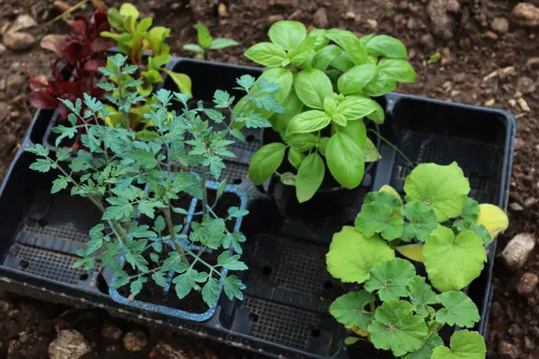 Organ nakline hazır çeşitli sebze bahçeleri: domates, fesleğen, balkabağı ve renkli pazı bitkileri