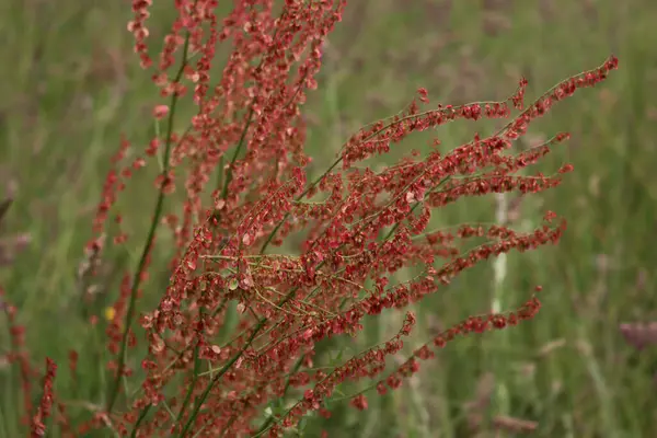 Rumex asetosa ya da seçici odak noktasında kırmızı çiçeklerle çiçek açan sıradan bir kuş kuşu.