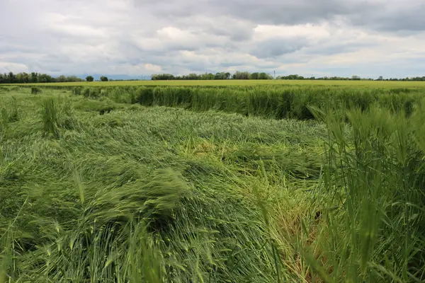 Yeşil buğday bitkileri fırtınadan sonra rüzgarla hasar gördü. Kuzey İtalya 'da Triticum aestivum ekimi için kötü hava 