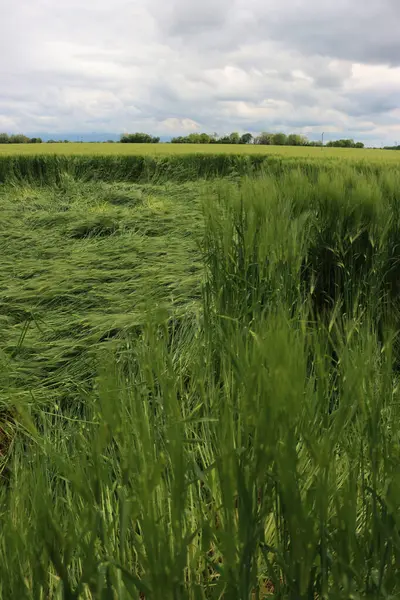 Fırtınadan sonra rüzgârdan zarar gören yeşil buğday bitkilerinin yakın çekimi. Triticum aestivum ekiminde kötü hava
