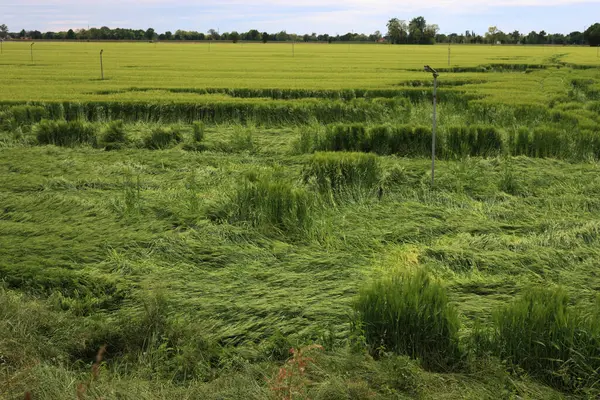 Yeşil buğday bitkileri fırtınadan sonra rüzgarla hasar gördü. Kuzey İtalya 'da Triticum aestivum ekimi için kötü hava 