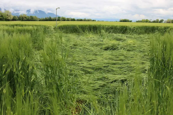 Fırtınadan sonra rüzgârdan zarar gören yeşil buğday bitkilerinin yakın çekimi. Triticum aestivum ekiminde kötü hava