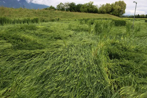 Yeşil buğday bitkileri fırtınadan sonra rüzgarla hasar gördü. Kuzey İtalya 'da Triticum aestivum ekimi için kötü hava 