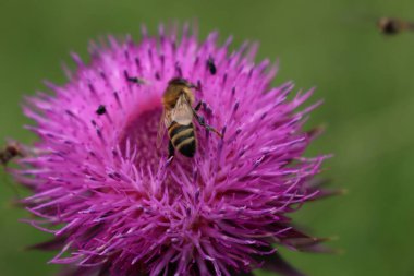 Yaz başında pembe deve dikeni çiçekleri üzerinde bal arısı. Apis mellifera Cirsium arvense 'de 