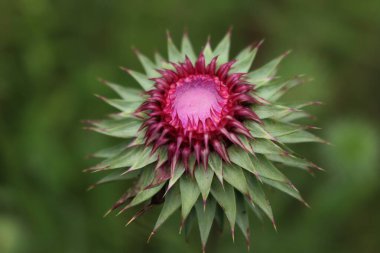 Yazın başında mor sürünen devedikeni çiçeklerinin yakın çekimi. Cirsium çiçek açtı. 